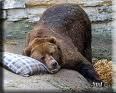 hiberbear